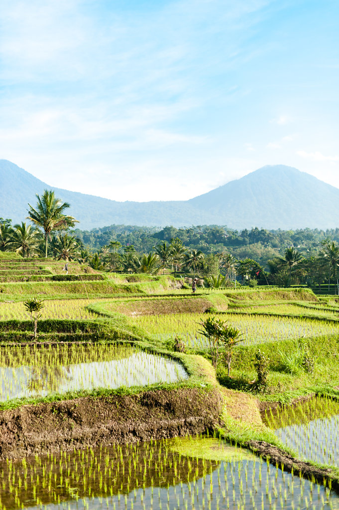 Ricefield / Indonesia