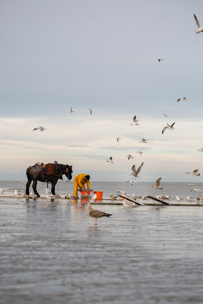 Paardenvisserij Fishers / Belgium